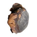 PALLE - marca NOSLER - modello 30165 Sp Ballistic Tip - calibro 308 (308